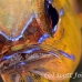 cardinalfish_ringtailed_gbb_mb_h_0178_png1472.jpg